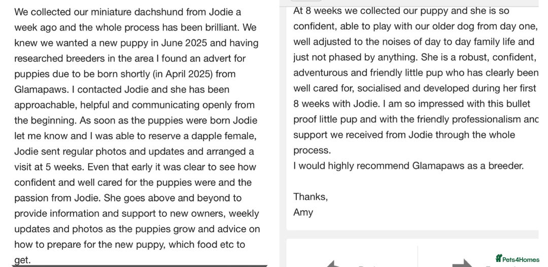 Miniature Dachshund dogs for sale: BEAUTIFUL PRA CLEAR & KC REG MINIS - Advert 38