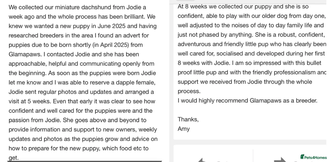 Miniature Dachshund dogs for sale: BEAUTIFUL PRA CLEAR & KC REG MINIS - Advert 35