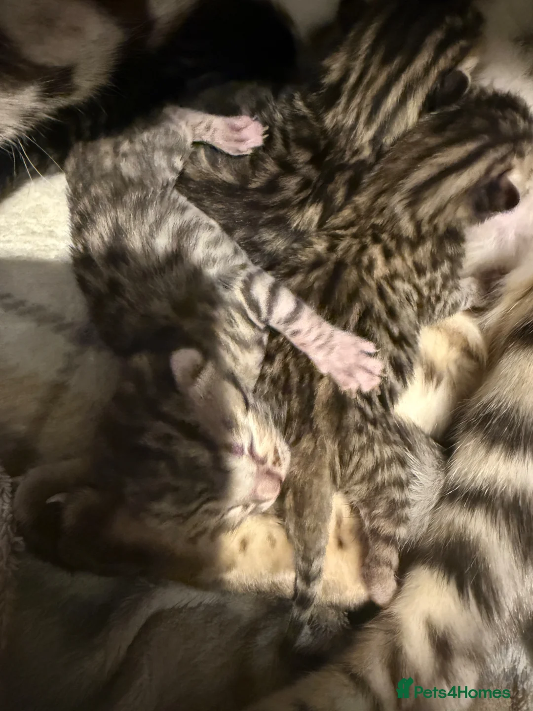 Mixed Breed cats for sale: Bengal/Maine Coon Kittens  in York - Advert 15