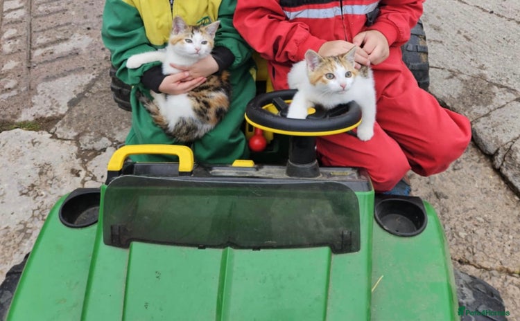 Mixed Breed cats - Advert 15