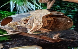 Gecko reptiles for sale: Beautiful pinstripe dalmatian crested gecko  - Image 4