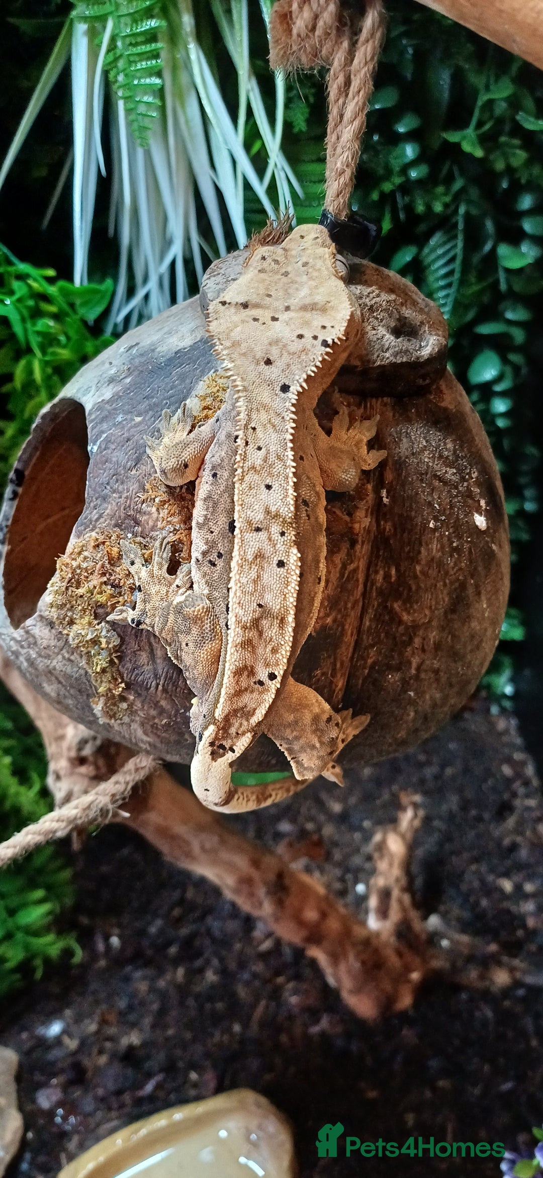 Gecko reptiles for sale: Beautiful pinstripe dalmatian crested gecko  - Image 4