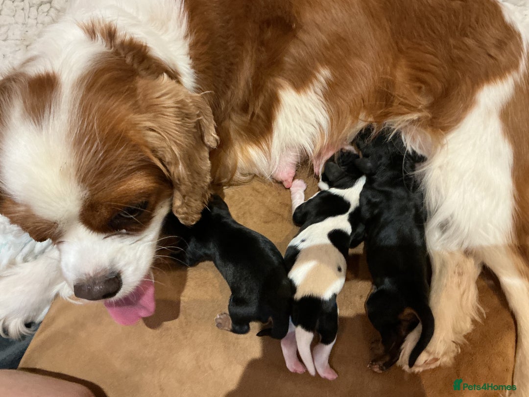 Cavalier King Charles Spaniel dogs for sale: Pure breed cavalier King Charles puppies - Advert 2