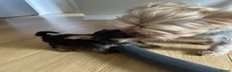Yorkshire Terrier dogs for sale: Adorable Yorkshire Terrier Puppies ❤️ - Advert 4