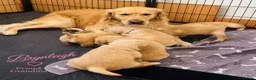 Golden Retriever dogs for sale: KC Registered Goldens Raised In Our Family Home - Advert 16