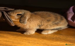 Mini Lop rabbits for sale: Mini lop boy seeking good home - Image 4