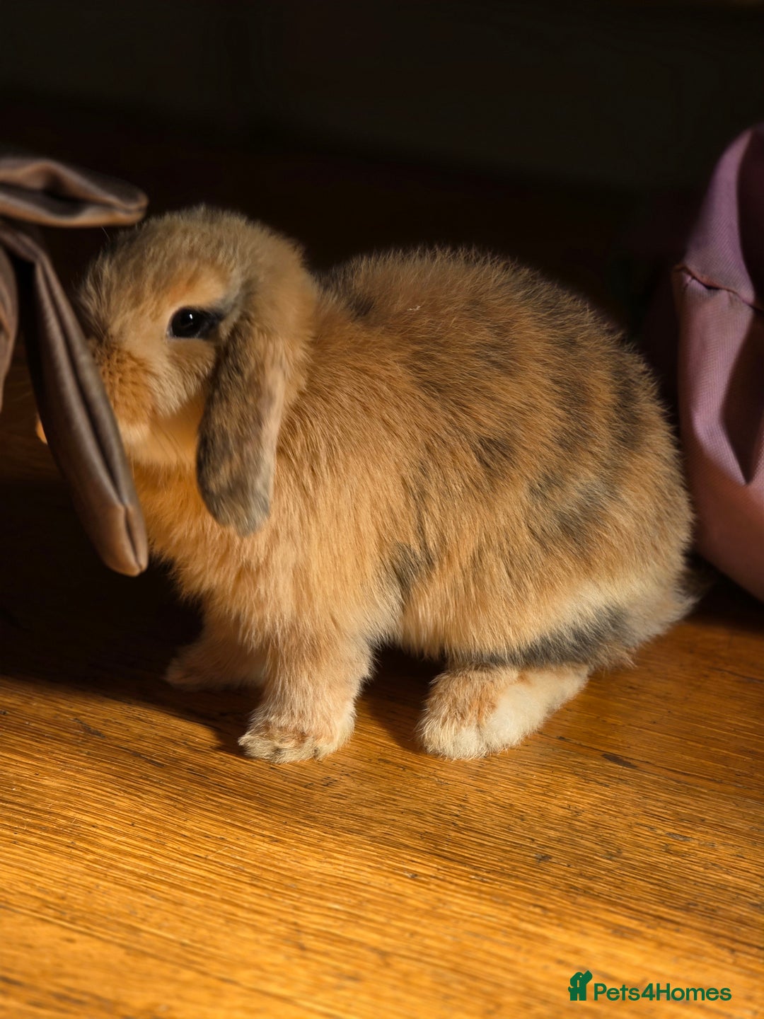 Mini Lop rabbits for sale: Mini lop boy seeking good home - Image 4