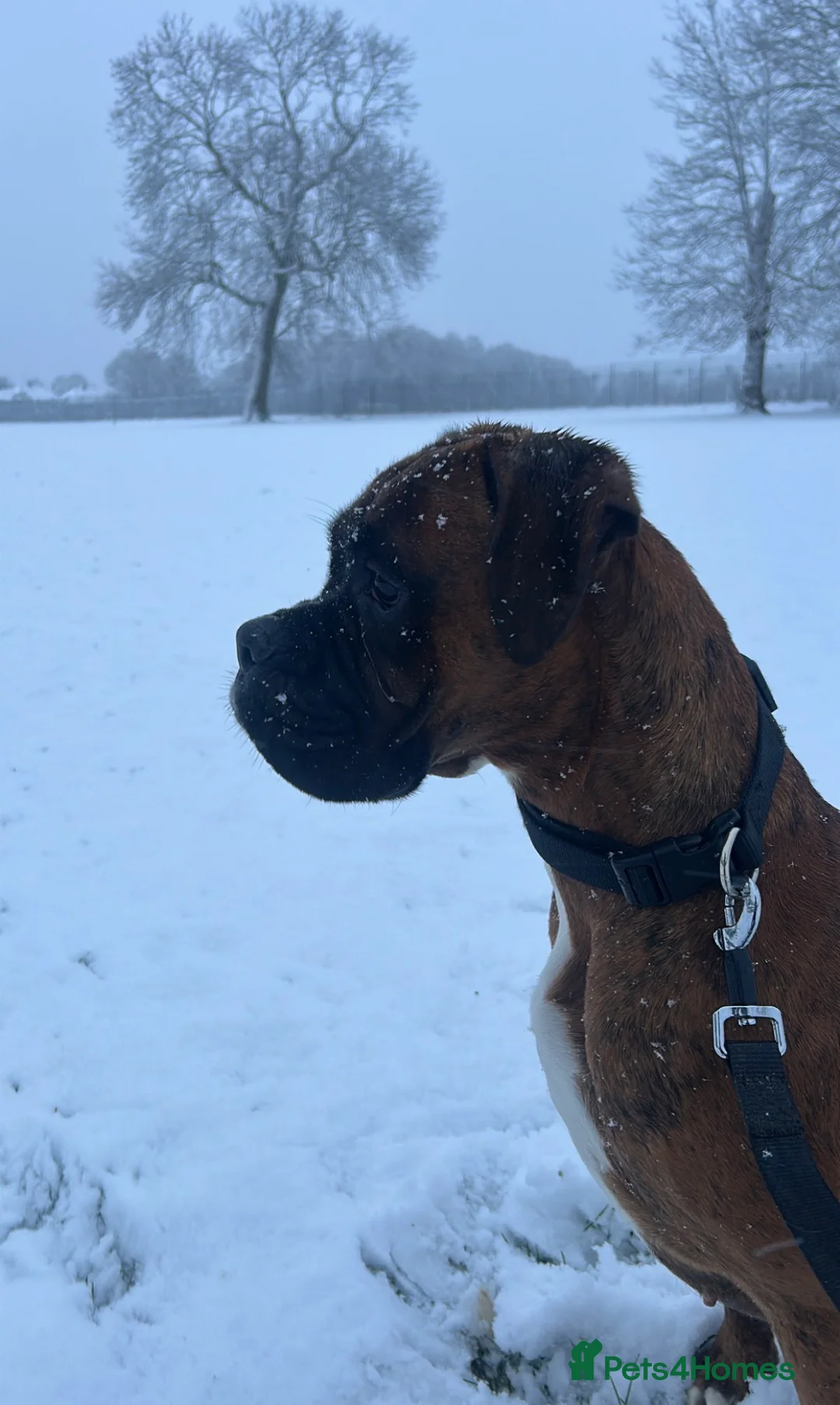 Boxer dogs for sale: Female Boxer  - Advert 2