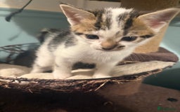 Mixed Breed cats for sale: Ready to find the best homes  - Image 3
