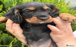 Cocker Spaniel dogs for sale: Working Cocker Spaniels  - Image 14