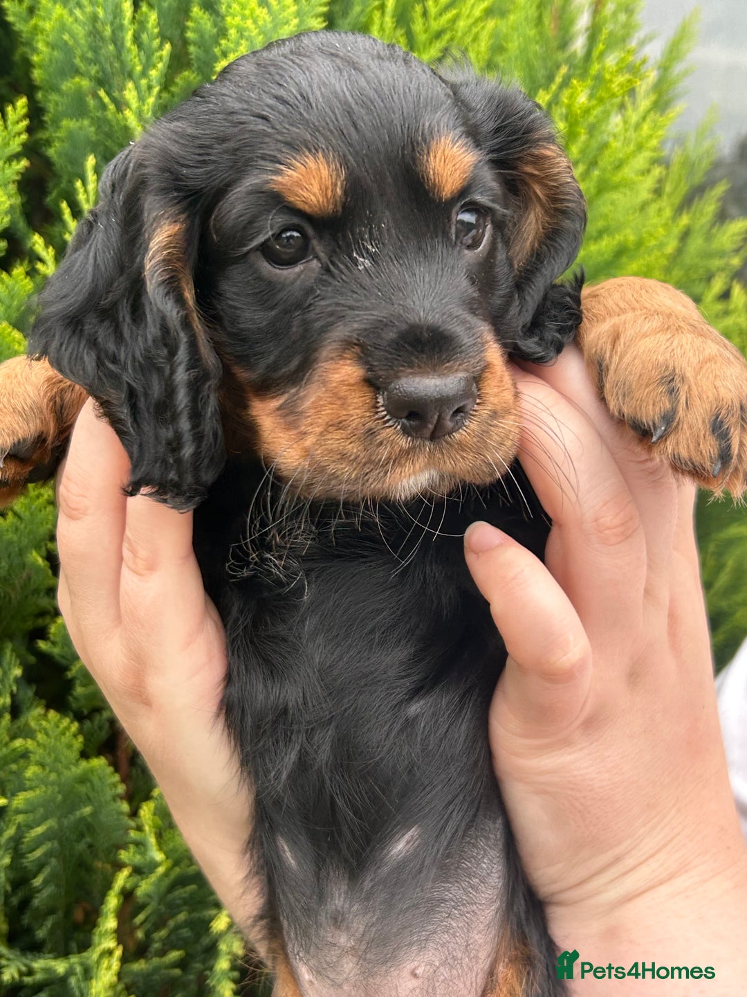 Cocker Spaniel dogs for sale: Working Cocker Spaniels  - Image 14