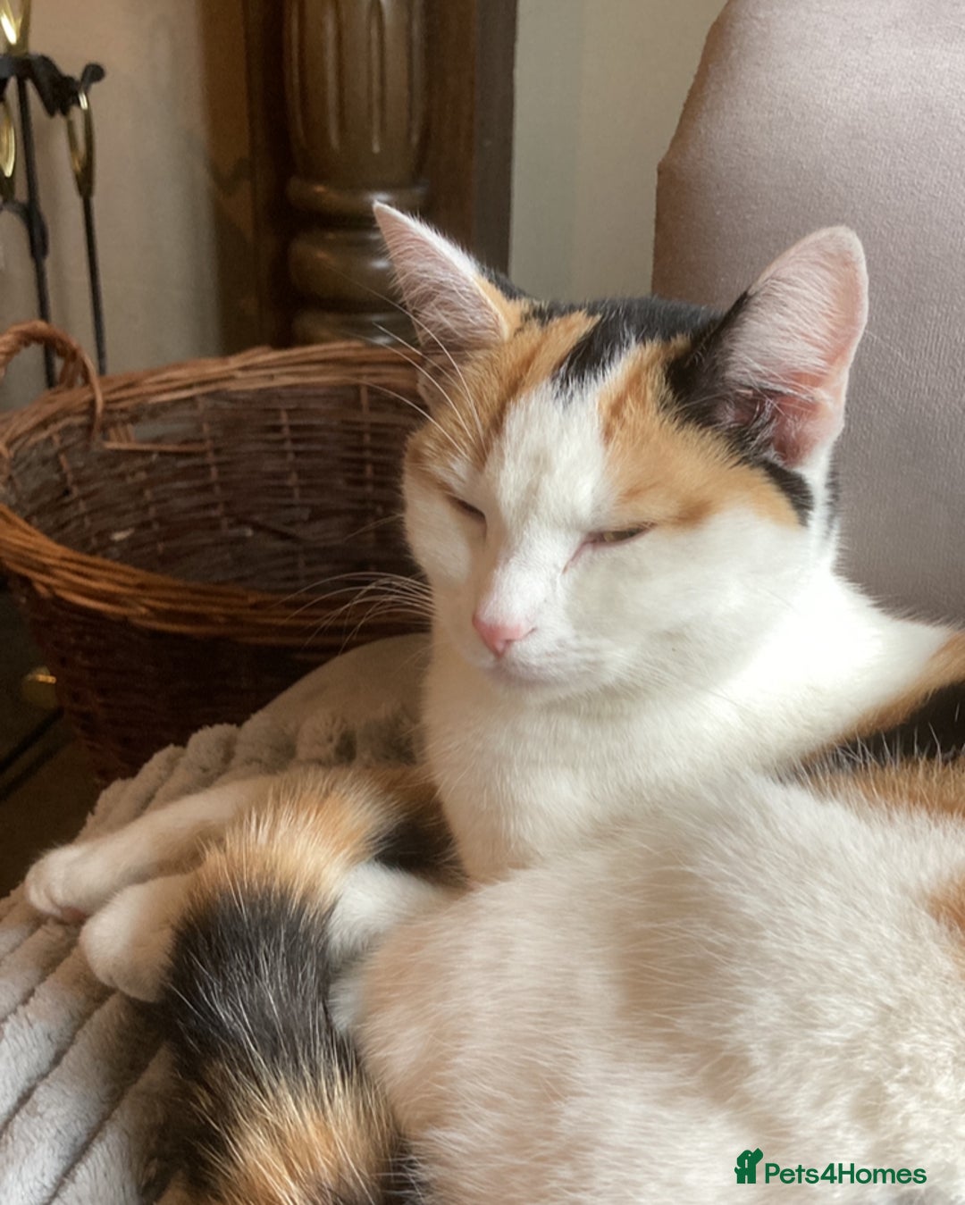 British Shorthair cats for sale: Kittens for sale - Image 2