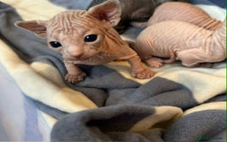 Sphynx cats for sale: 5 Canadian Sphynx kittens available  - Image 6