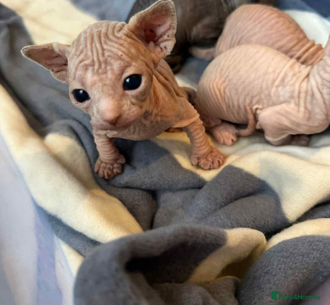 Sphynx cats for sale: 5 Canadian Sphynx kittens available  - Image 6