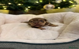 English Bulldog dogs for sale: Stunning English Bulldog Puppies 🐾🐶 - Advert 15