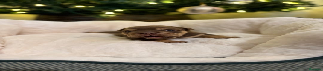 English Bulldog Puppy 2