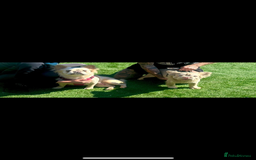 French Bulldog dogs for sale: Quality 5star🌟full visual fluffy French bulldogs  - Image 1