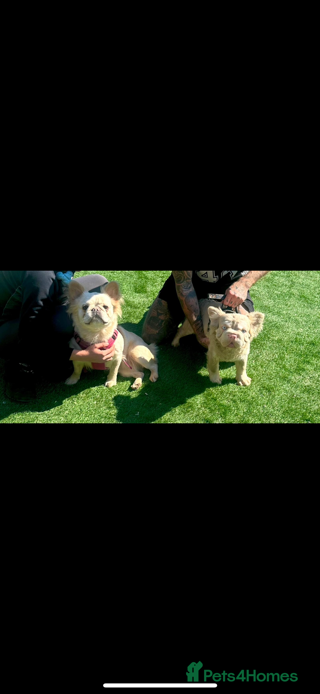 French Bulldog dogs for sale: Quality 5star🌟full visual fluffy French bulldogs  - Image 1