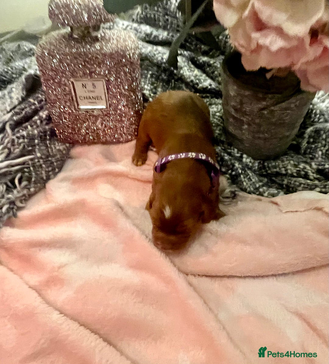 Cocker Spaniel dogs for sale: Pedigree Cocker Spaniel Puppies Fir Sale  - Advert 9