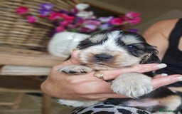 Cocker Spaniel dogs for sale: KC show cocker spaniel puppies - Image 8