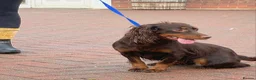Cocker Spaniel dogs for sale: Beautiful winnie  - Advert 4
