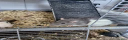 Rat rodents for sale: 2x female rats and cage - Advert 3