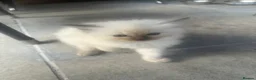 Ragdoll cats for sale: 🐾 Beautiful Kittens♥️♥️♥️ - Advert 7