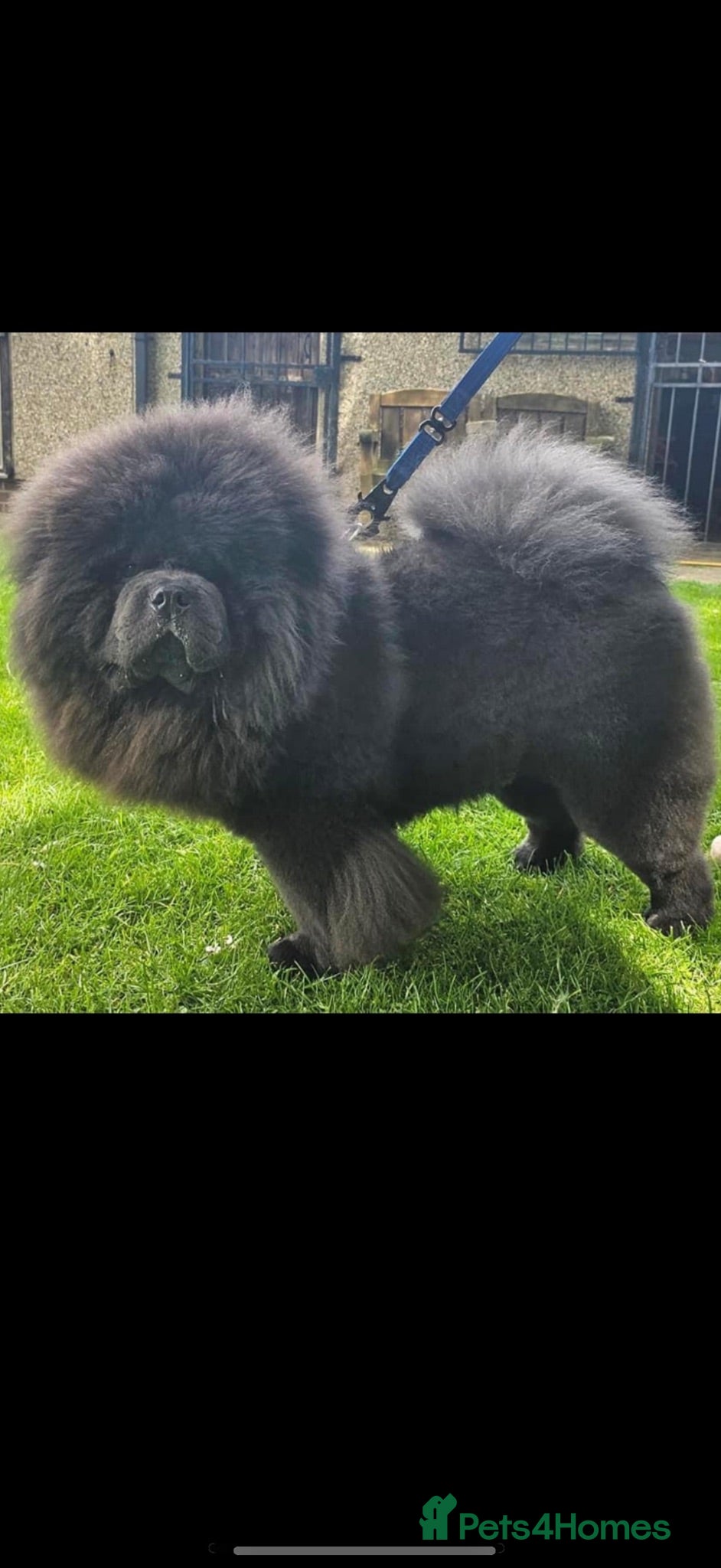 Chow Chow dogs Blue boy  - Advert 1