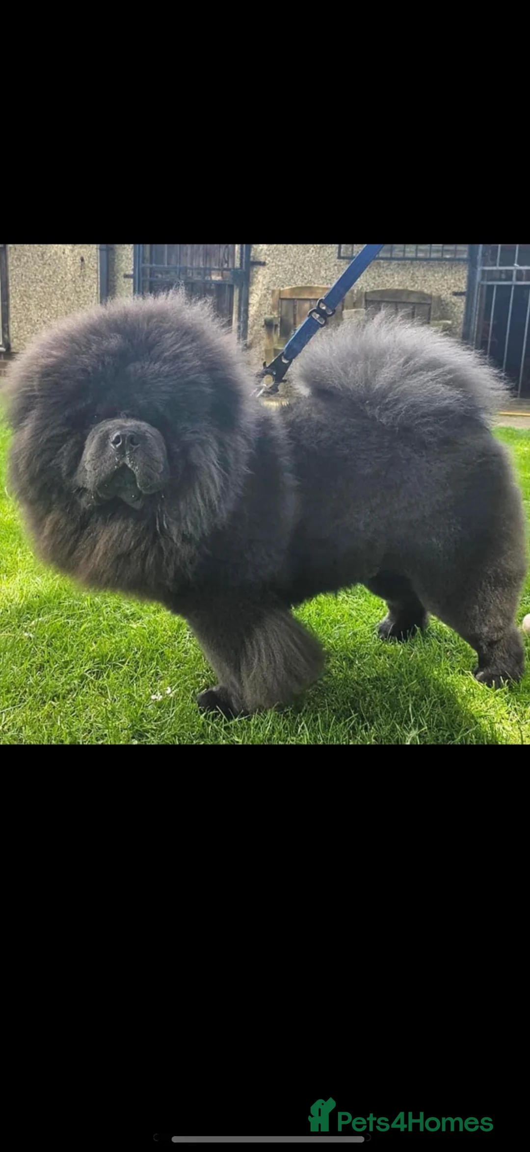 Chow Chow dogs for stud: Blue boy  - Advert 1