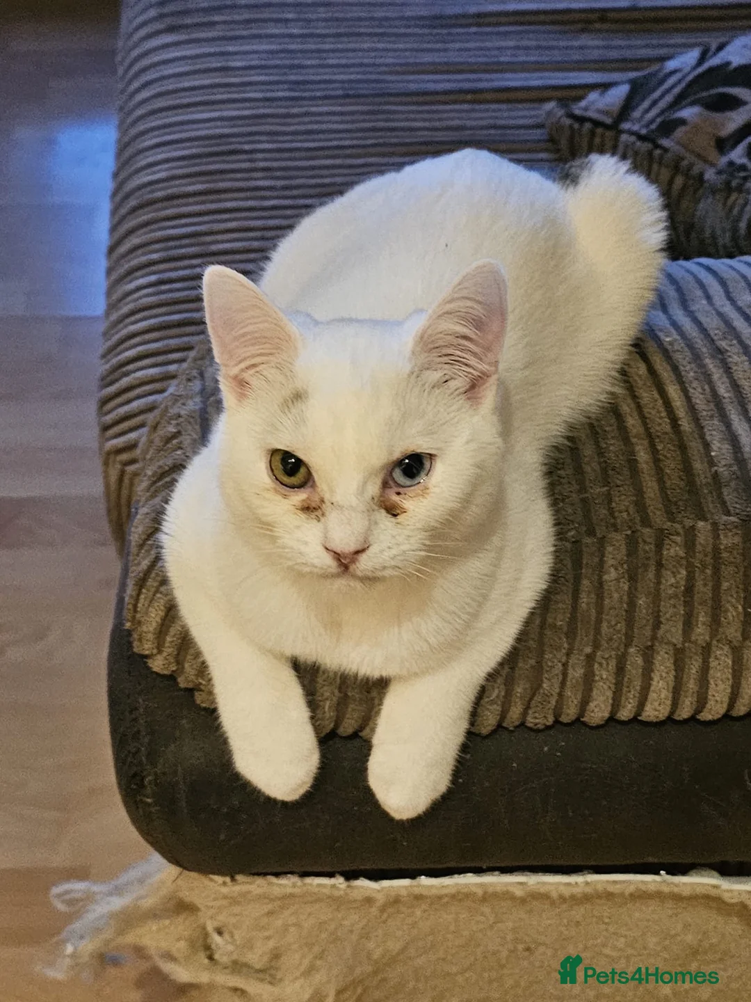 Mixed Breed cats for adoption: Special Nova needs a special indoor home - Advert 18