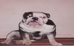 English Bulldog dogs for sale: English bulldog  - Image 5