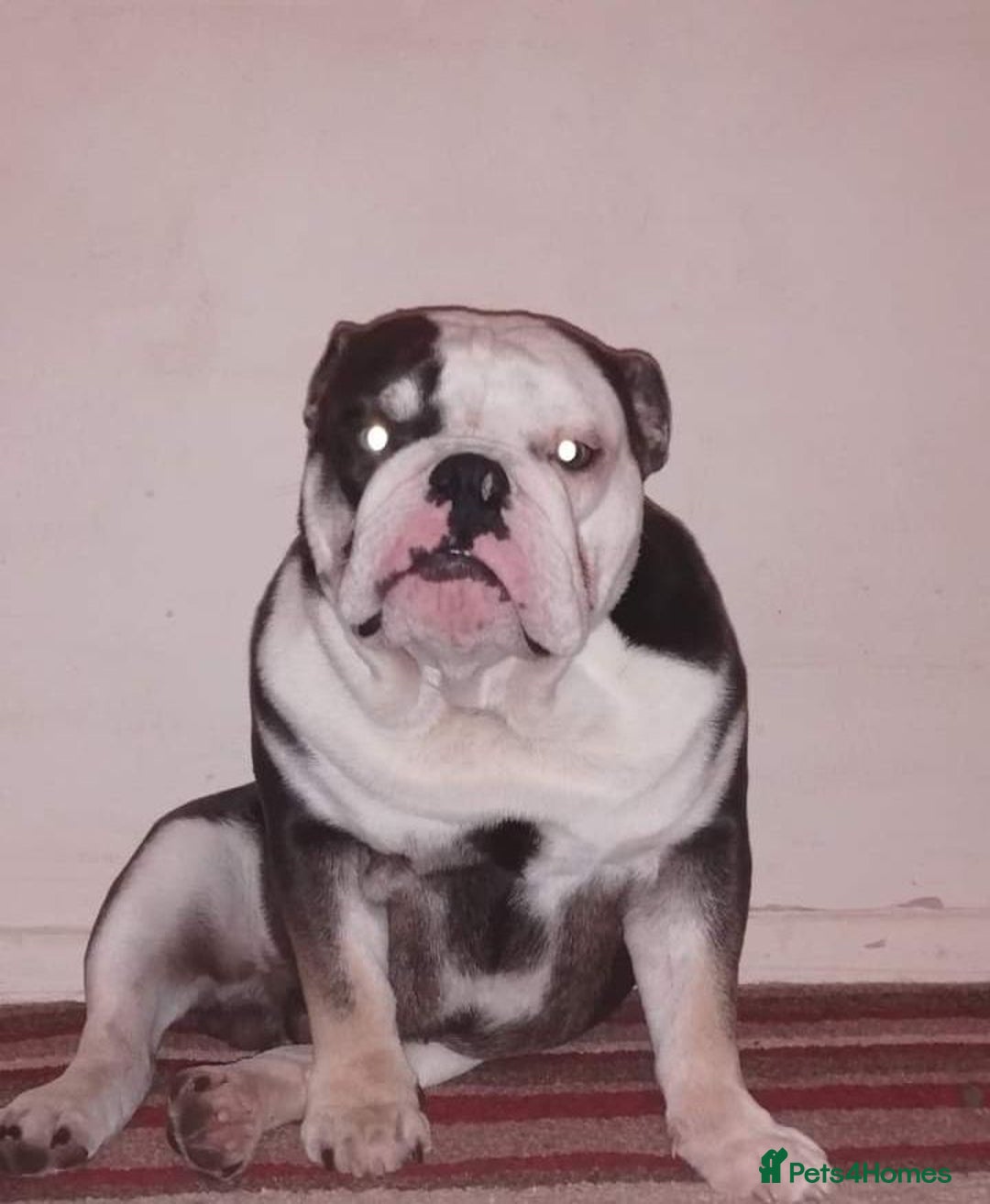 English Bulldog dogs for sale: English bulldog  - Image 5