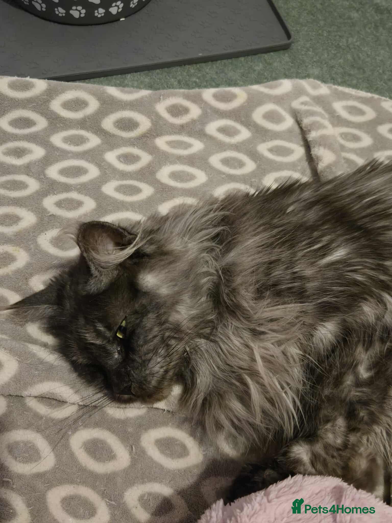 Maine Coon cats Mother and Daughter maine coons ( GCCF Reg) - Advert 10