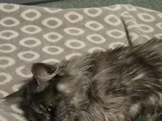 Maine Coon cats Mother and Daughter maine coons ( GCCF Reg) - Advert 11