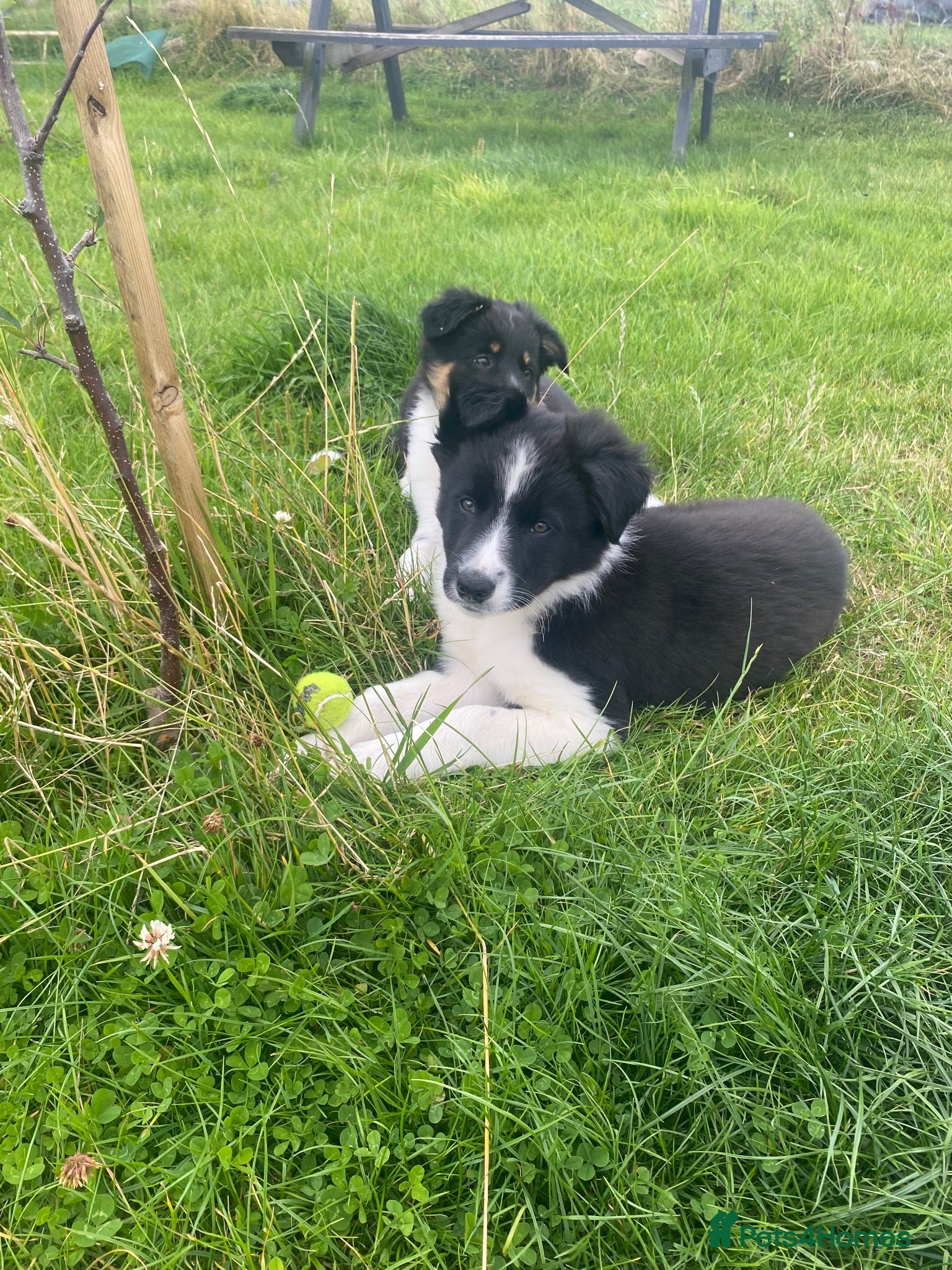 Border Collie dogs ***Last one***Border Collies Puppies - Advert 14