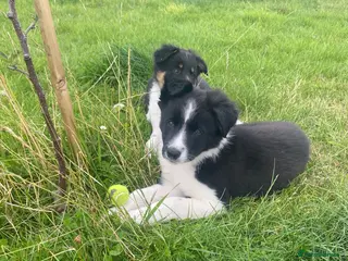 Border Collie dogs ***Last one***Border Collies Puppies - Advert 1