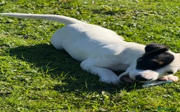 Jack Russell dogs for sale: Traditional MALE Jack Russell  - Image 6