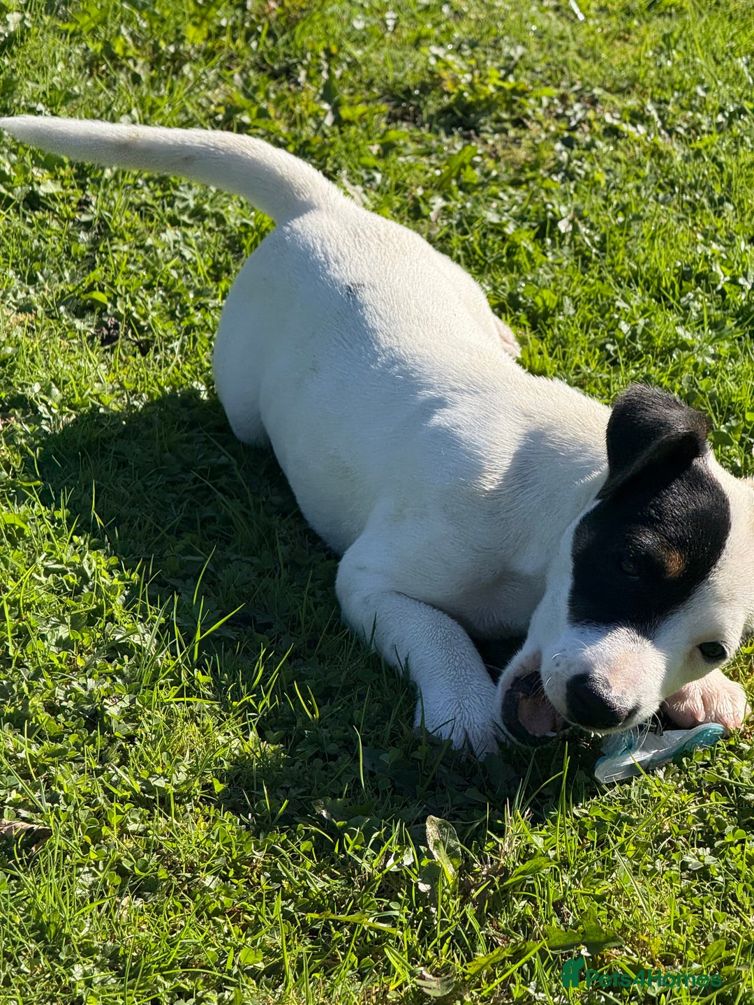 Jack Russell dogs for sale: Traditional MALE Jack Russell  - Image 6