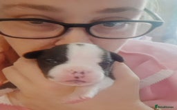 Mixed Breed dogs for sale:  Adorable staffie x frencie pups,Ready Oct31st  - Image 16