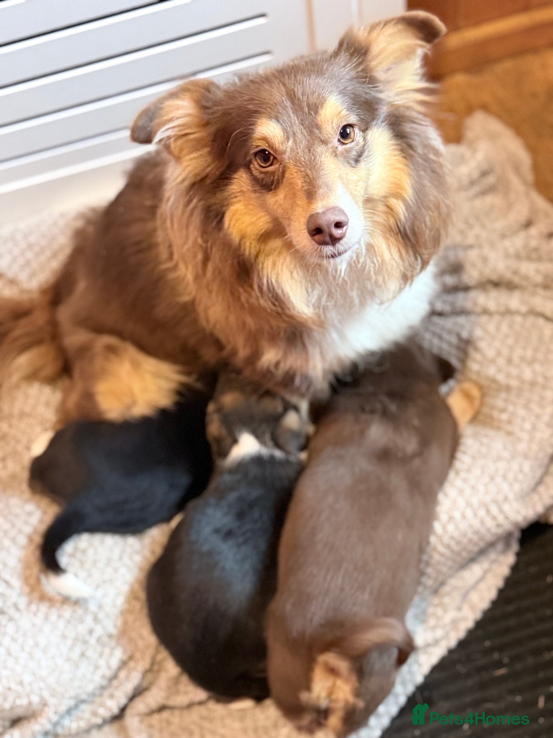 Mixed Breed dogs for sale: Cheeky trio looking for forever homes  - Advert 17