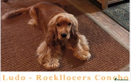Cocker Spaniel dogs for stud: GOLDEN Show Cocker Stud KC EXCEPTIONAL TESTS- LUDO in Bradford-on-Avon - Image 3