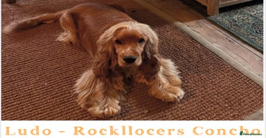 Cocker Spaniel dogs in Bradford-on-Avon - Advert 7