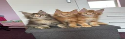 Maine Coon cats for sale: ✨5 GCCF Pure bred MC kittens  - Advert 1