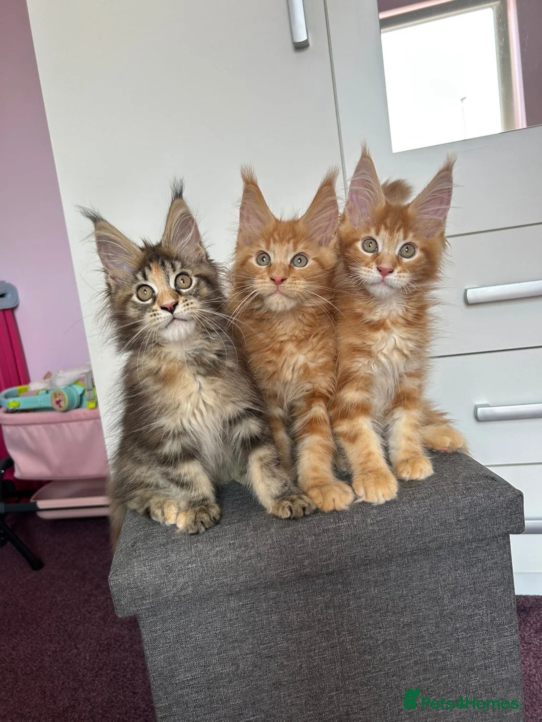 Maine Coon cats for sale: ✨5 GCCF Pure bred MC kittens  - Advert 1