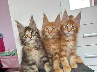Maine Coon cats ✨5 GCCF Pure bred MC kittens - Advert 1