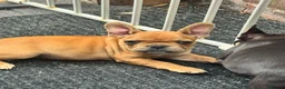 French Bulldog dogs for sale: French bulldog for sale  in Coventry - Advert 7
