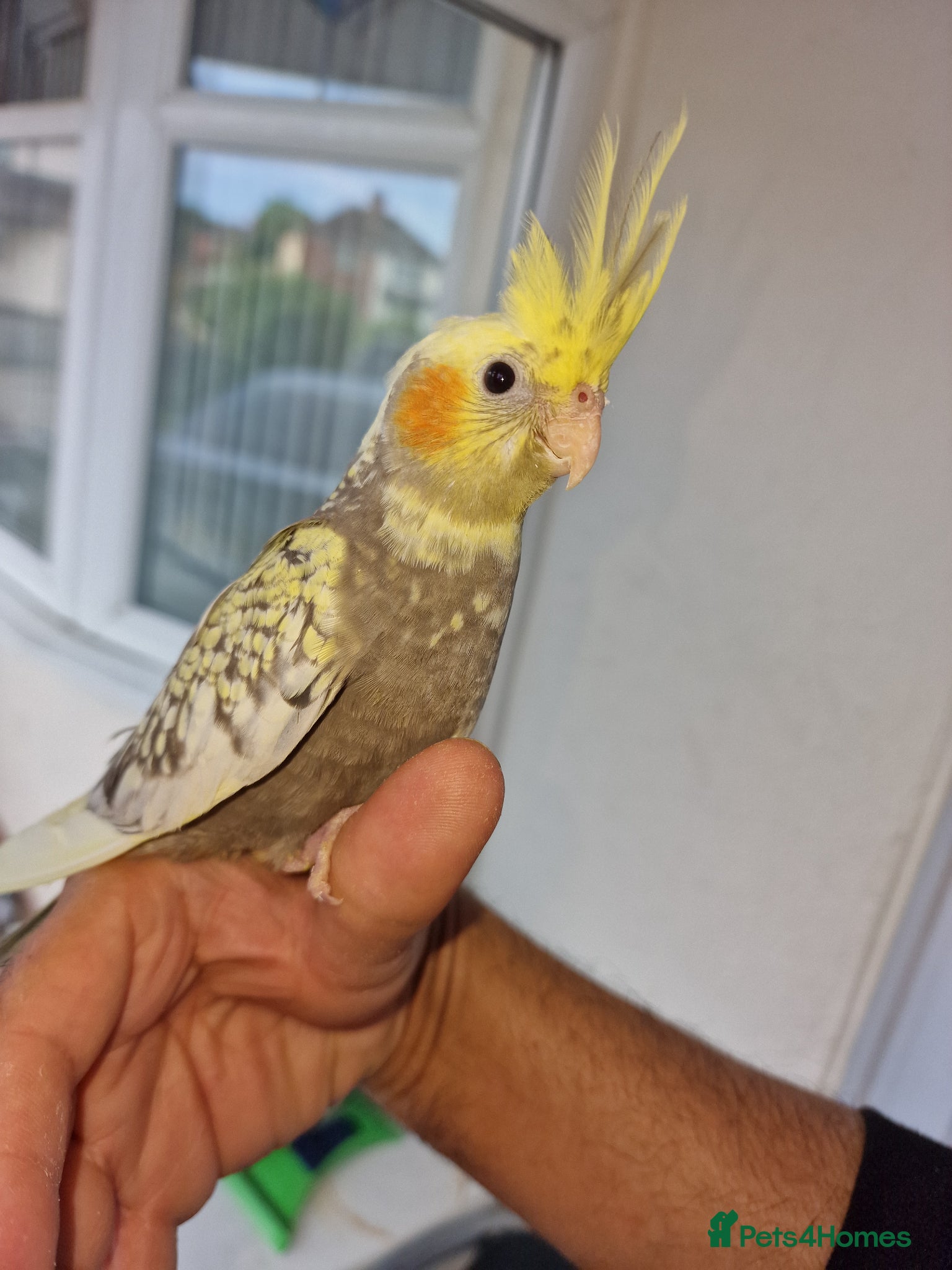 Cockatiels birds Super hand tamed baby cockatiels  - Advert 3