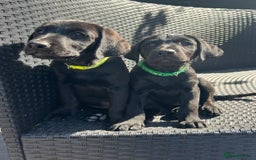 Labrador Retriever dogs for sale: Kc reg black working Labrador puppies  - Image 24