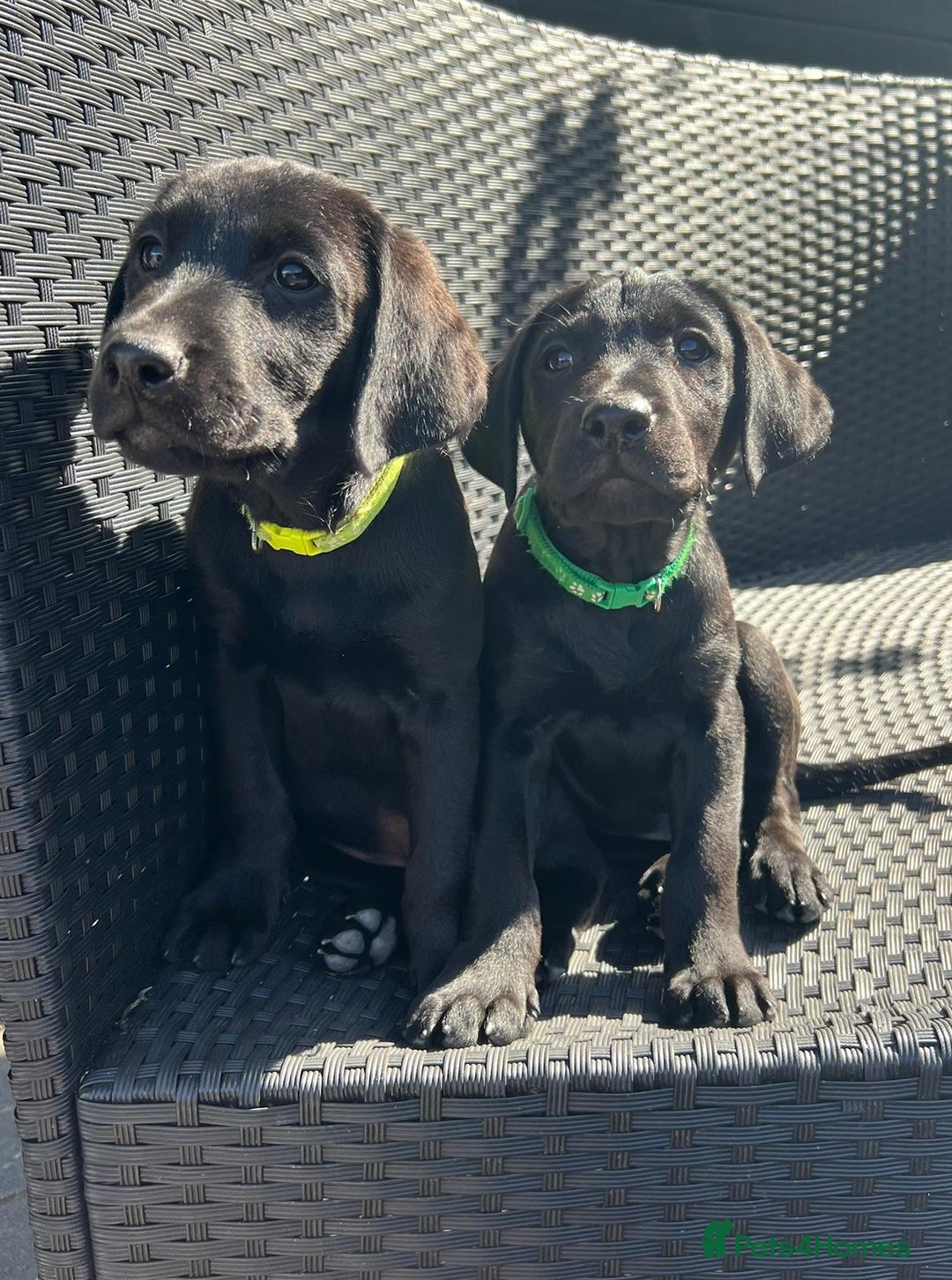 Labrador Retriever dogs for sale: Kc reg black working Labrador puppies  - Image 24