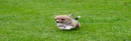 Welsh Corgi Pembroke dogs for sale: Pembroke corgi pups - Advert 14